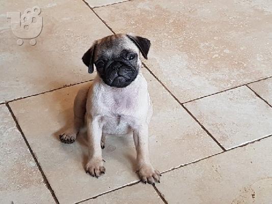 PoulaTo: Awesome Pug διαθέσιμα κουτάβια