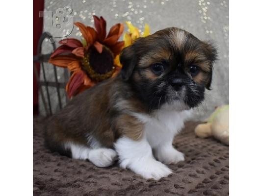 Shih Tzu σκυλιά