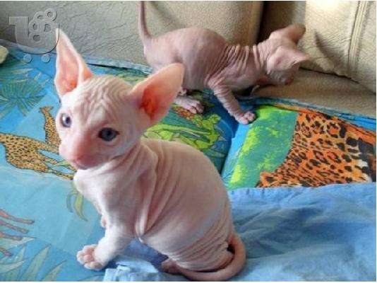 PoulaTo: Γατάκια Sphynx