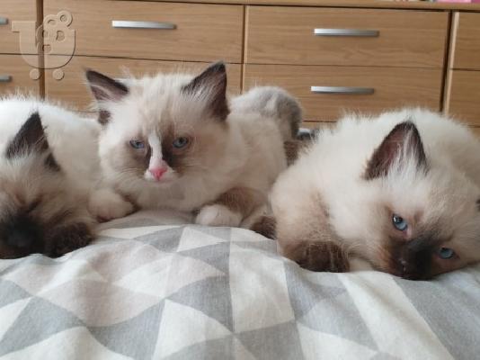 PoulaTo: Αξιολάτρευτο RAGDOLL KITTENS