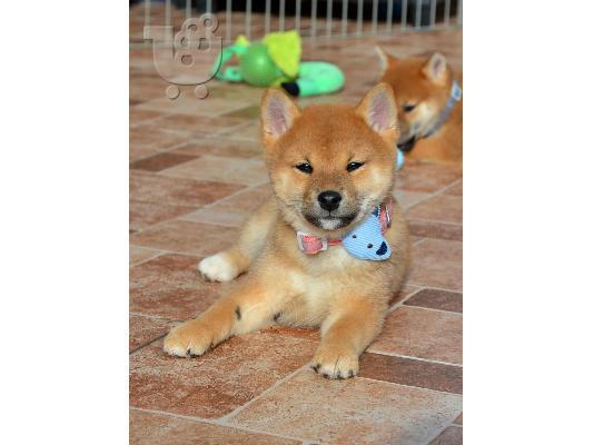 Shiba Inu όμορφα κουτάβια