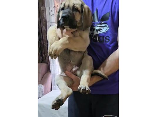 Κουτάβια Bandog προς πώληση