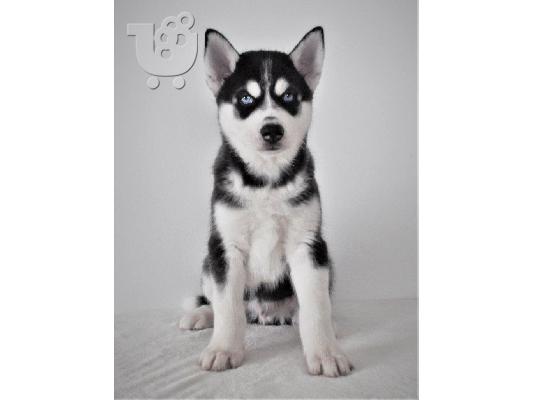 PoulaTo: Γλυκά κουτάβια Husky Σιβηρίας