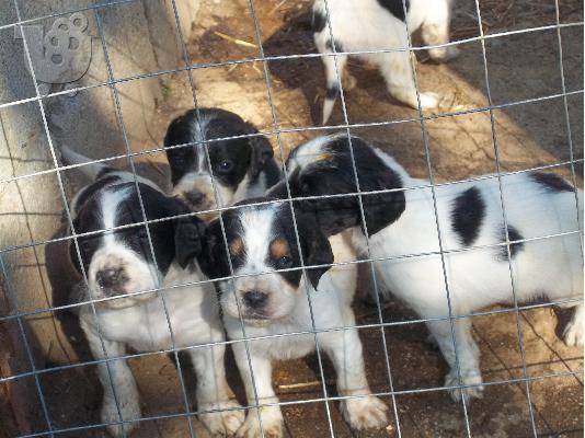 PoulaTo: polounte koutavia setter....