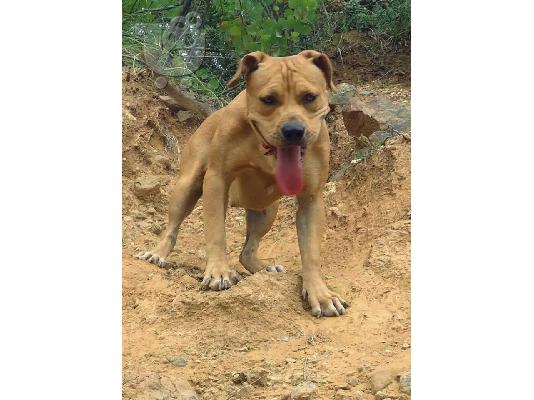 Πωλούνται καθαροαιμα κουτάβια Pitbull