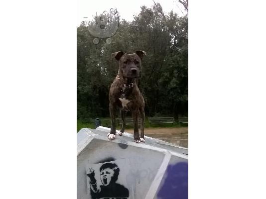 PoulaTo: 4  θηλυκα american alligator pitbull
