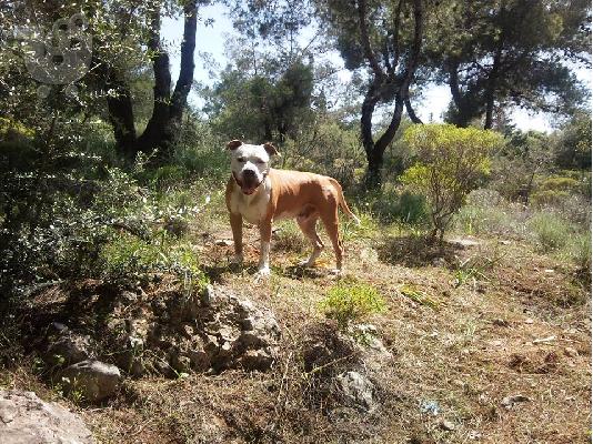 Πιτμπουλ Αμερικανικα