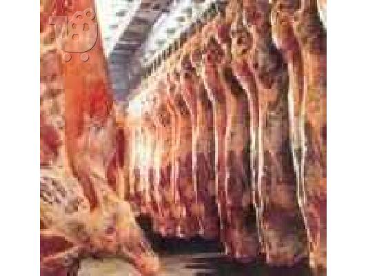 ΑΓΡΙΟΚΑΤΣΙΚΑ ΕΛΑΦΙΑ ΧΟΙΡΙΝΑ ΜΙΣΑΔΙΑ ΜΟΣΧΑΡΙΑ ΑΓΡΙΟ ΠΡΟΒΑΤΑ — Βαθύ ...