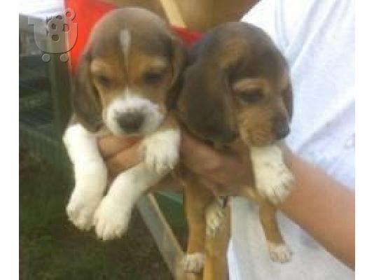 PoulaTo: beagle