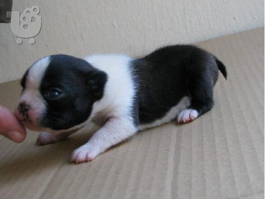 PoulaTo: Boston Terrier