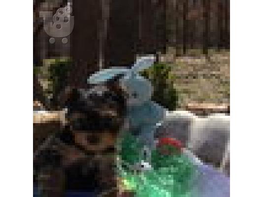 PoulaTo: Γιορκσάιρ Τεριέ κουτάβια