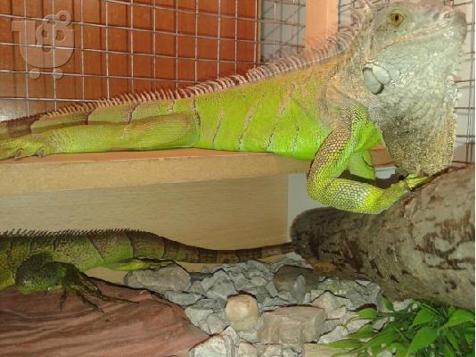 PoulaTo: POYLAW IGUANA 3 ETWN