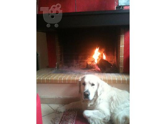 Ζητείται θηλυκό golden retriever για ζευγάρωμα