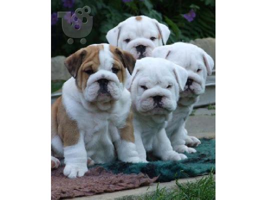 English Bulldog-Αγγλικό Μπουλντόγκ