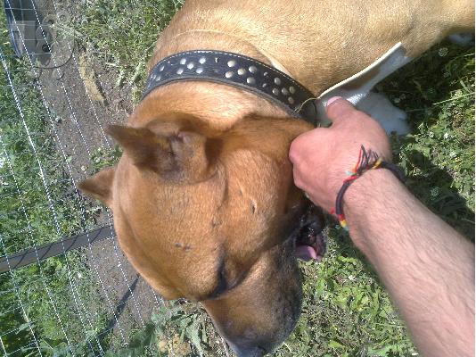 pitbull amstaff