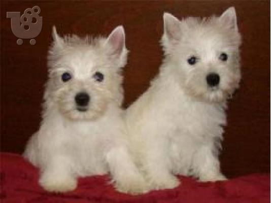 White W.Highlands terrier-Άσπρος Χάϊλαντς τεριέ