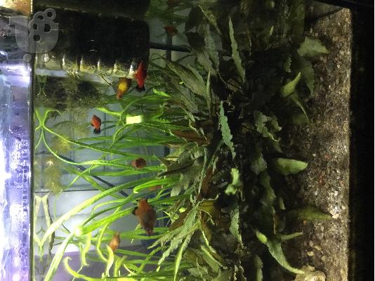 platies