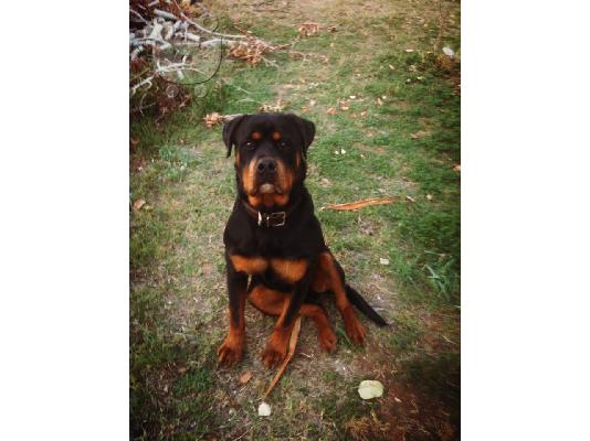 Καθαρόαιμα rottweiler