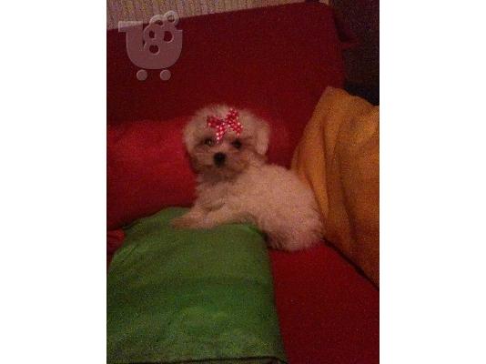 MALTESE MINI
