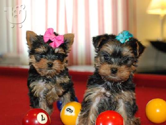 PoulaTo: Yorkshire-terrier με pedigree, Στερεά Ελλάδα/Αθηνα