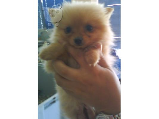 POMERANIAN Σκύλος Πομερανίας