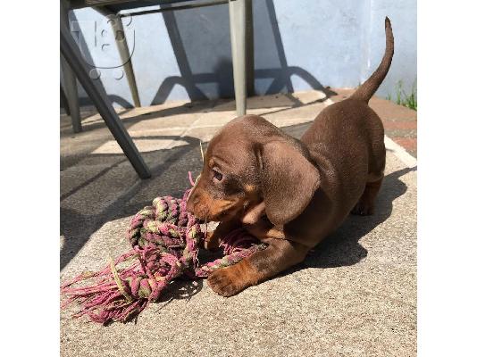 Μινιατούρα Dachshunds