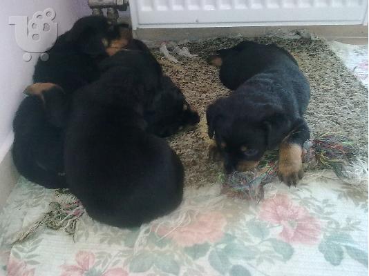 PoulaTo: Rottweiler κουτάβια