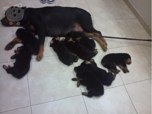 ΠΩΛΟΥΝΤΑΙ ΚΑΘΑΡΟΑΙΜΑ ΚΟΥΤΑΒΙΑ ROTTWEILER-250Ε