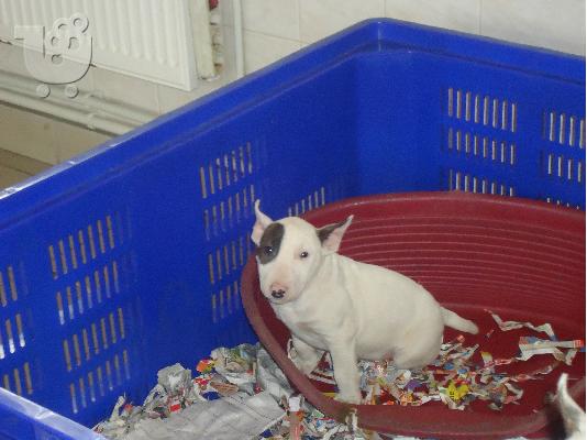 bull terrie