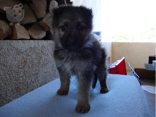 PoulaTo: German Shepherd
