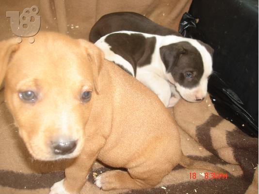 PITBULL