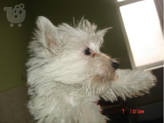 WEST HIGHLAND WHITE TERRIER