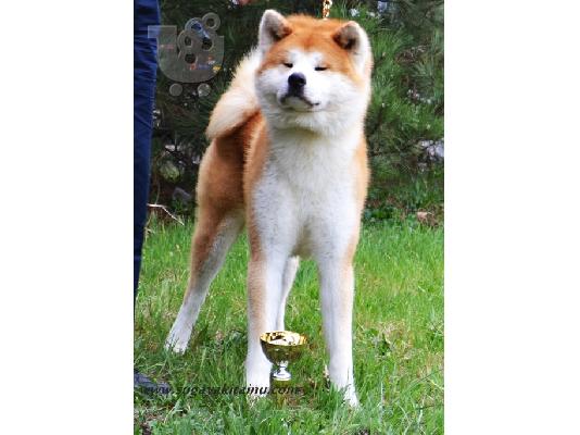 PoulaTo: Akita inu κουτάβια από την κορυφή αναπαραγωγής.