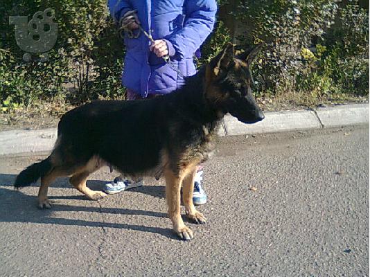 germany shepard dog