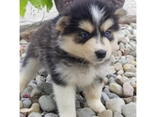 PoulaTo: Preslatki psići Pomsky na prodaju.
