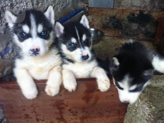 Xasky Siberias