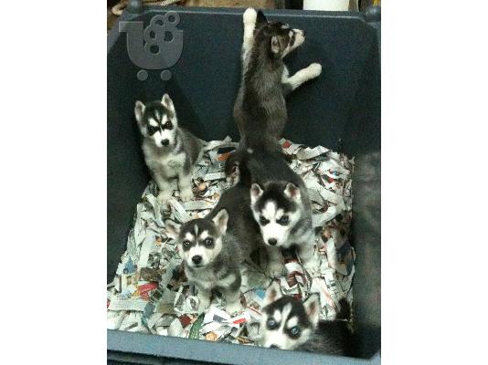 HUSKY