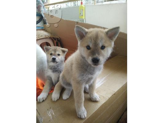 AKITA INU Καθαρόαιμα.