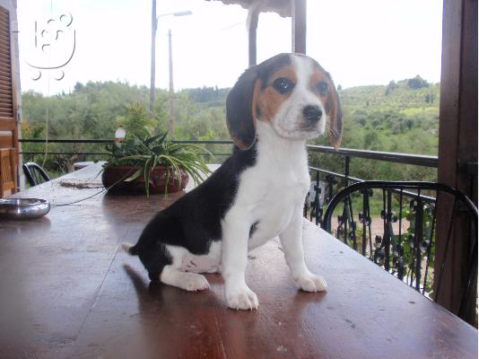 BEAGLE