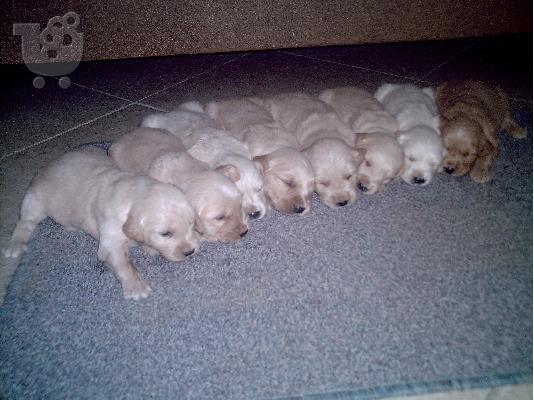 PoulaTo: Golden retriever 