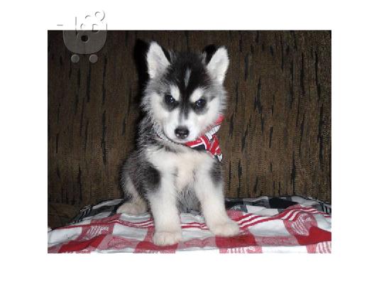 PoulaTo: Akc Blue Eye Male and  Female Siberian Husky
