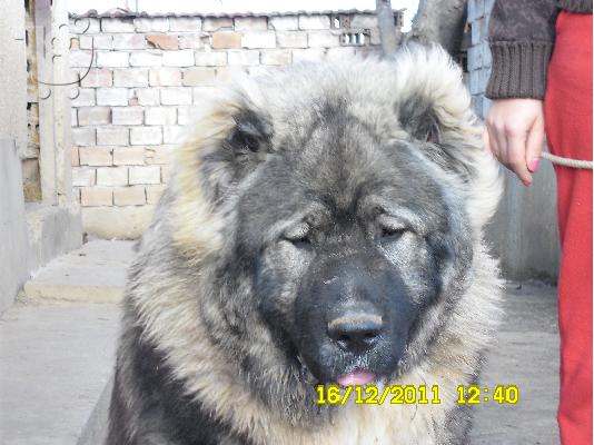 Kennel "Dushman" sale male Caucasian Shepherd