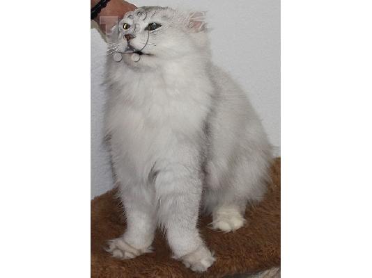 Πολύ σπάνιο αρσενικό Scottish Fold