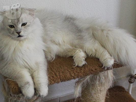Πολύ σπάνιο αρσενικό Scottish Fold