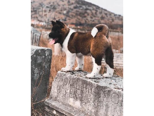 υπέροχο akita έτοιμο για υιοθέτηση