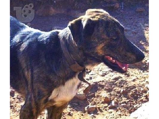 ΜΕΓΑΛΟΣΩΜΟ ΗΜΙΑΙΜΟ ΤΣΟΠΑΝΟΣΚΥΛΟ ΧΑΡΙΖΕΤΑΙ