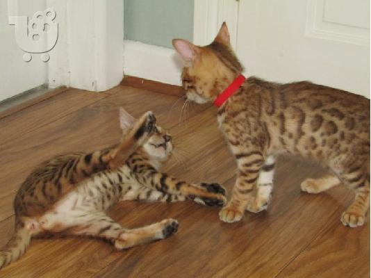 υπέροχα γατάκια BENGAl