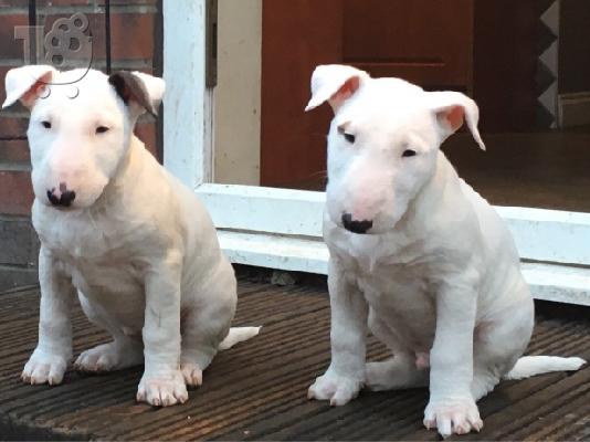PoulaTo: Αγγλικά bull terrier