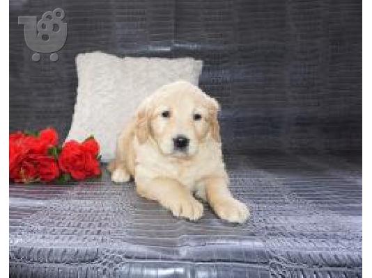 X μάζα τεριέ Golden Retriever