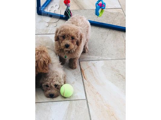Όμορφα κουτάβια Cavapoo